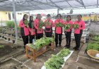 Panen-Perdana-Pekarangan-Pangan-Lestari-Bhayangkari-Polres-Kupang,-Wujud-Kemandirian-dan-Ketahanan-Pangan-Keluarga-Polisi