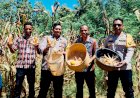 Polsek-Amfoang-Timur-Panen-Jagung-di-Lahan-Binaan,-Dukung-Swasembada-Pangan-2026