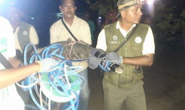 Buaya-Muara-Patuaok--ditangkap-tim-BBKSDAE-Provinsi-NTT,-Warga-Kini-bisa-Bernapas-Lega