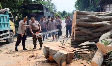 Gerak-Cepat-Kapolres-Kupang-bersama-Anggota-dibantu-Personil-TNI-Bahu-membahu-Mengevakuasi-Pohon-Tumbang-di-Jalan-Timor-Raya