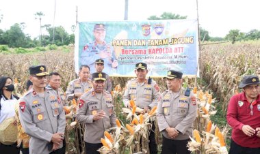 Kapolres-Kupang-Dampingi--Kapolda-NTT-Tanam-Jagung-Hibrida-di-Desa-Kuanheum-Kupang-Barat