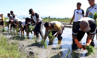 Dukung-Pemerintah-Tingkatkan-Ketahanan-Pangan,-Kapolres-Kupang-Ajak-Anggota-Bertanam-Padi