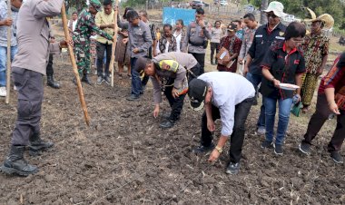 Kebun-Percontohan-Polsek-Sulamu-Hari-ini-Ditanami-Jagung-Hibrida-Oleh-Kapolres-dan- Bupati-Kupang
