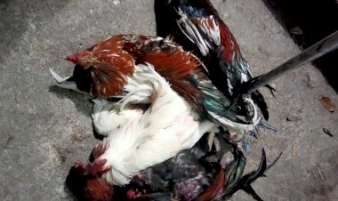 Gerebek-Judi-Sabung-Ayam,-Polsek-Kupang-Barat-Amankan-14-Unit-Sepeda-Motor-dan-4-Ekor-Ayam