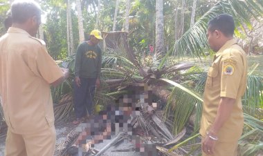 Warga-Desa-Oenoni-II-Tewas-Tertimpa-Pohon-Kelapa-Yang-Tumbang--Ditiup-Angin-Kencang
