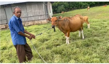 Berkat--Kerja-Keras-Polsek-Sulamu,-Tujuh-Ekor-Sapi-Warga-Sulamu-Yang-Hilang-Berhasil-Ditemukan-Kembali