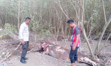 Heboh-!-Seekor-Dugong-Terdampar-di-Pantai-Panmuti--Kabupaten-Kupang