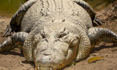 Seorang-Warga-Kupang-Barat-Diserang-Buaya-Saat-Memancing,-Tangan-Kanan-Putus  