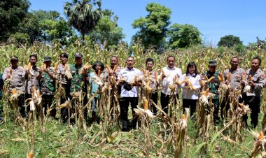 Polres-Kupang-Gelar-Panen-Raya-Jagung-Serentak-Tahap-I-di-Kupang-Timur