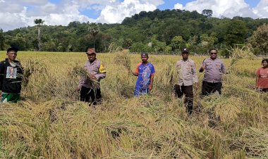 Bhabinkamtibmas-Polsek-Amfoang-Timur-Panen-Raya-Padi-Inpari-6-Dukung-Swasembada-Pangan