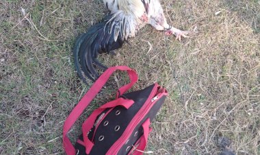 Polsek-Kupang-Tengah-Gerebek-Praktik-Judi-Sabung-Ayam-ditengah-Kebun-Warga--di-Desa-Oelpuah