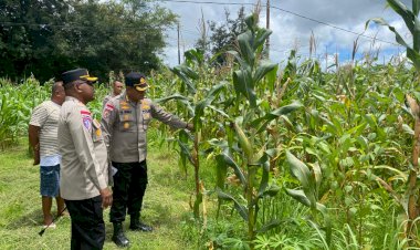 Kapolres-Kupang-Tinjau-Lahan-Jagung-10-Hektare-Program-Ketahanan-Pangan-Polri-di-Kupang-Barat
