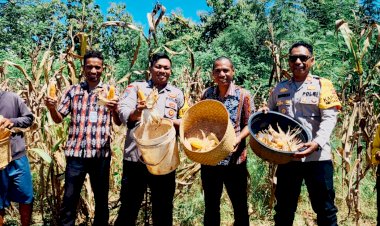 Polsek-Amfoang-Timur-Panen-Jagung-di-Lahan-Binaan,-Dukung-Swasembada-Pangan-2026