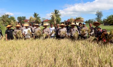 Penuh-Sukacita,-Kapolres-Kupang-Pimpin-Panen-Padi-di-Lahan-Ekowisata-Tantya-Sudirajati