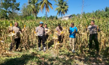 Panen-Perdana-Jagung-Kelompok-Tani-Putri-Lala,-Polsek-Kupang-Timur-Dukung-Ketahanan-Pangan-Daerah