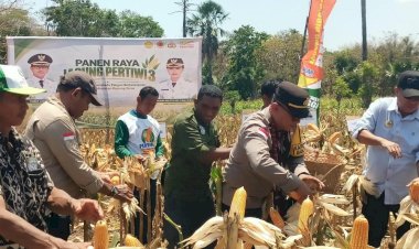 Panen-Raya-Jagung-Pertiwi-3-di-Sulamu,-Polres-Kupang-Dukung-Swasembada-Pangan