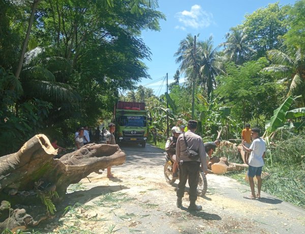 Polsek Fatuleu Buka Kembali Akses Jalan Timor Raya Usai Pohon Tumbang