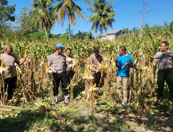 Panen Perdana Jagung Kelompok Tani Putri Lala, Polsek Kupang Timur Dukung Ketahanan Pangan Daerah