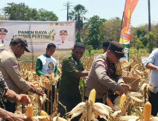Panen Raya Jagung Pertiwi 3 di Sulamu, Polres Kupang Dukung Swasembada Pangan