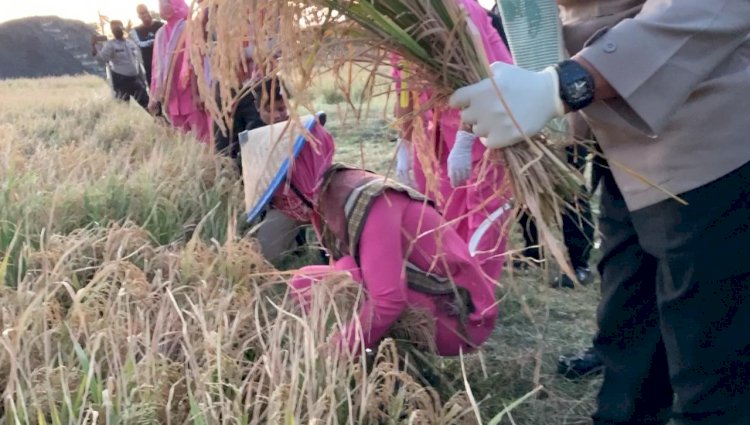 Kapolda NTT, Bangga dan Haru Ketika Sampai Di Polres Kupang Di Suguhkan Panen Padi