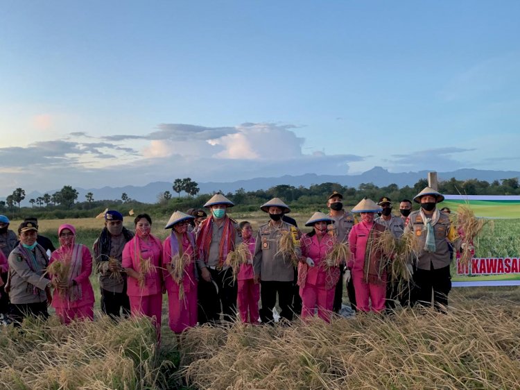 Kapolda NTT, Bangga dan Haru Ketika Sampai Di Polres Kupang Di Suguhkan Panen Padi