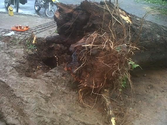 Waspada Angin Kencang Tumbnakan Pohon Akibatkan Korban