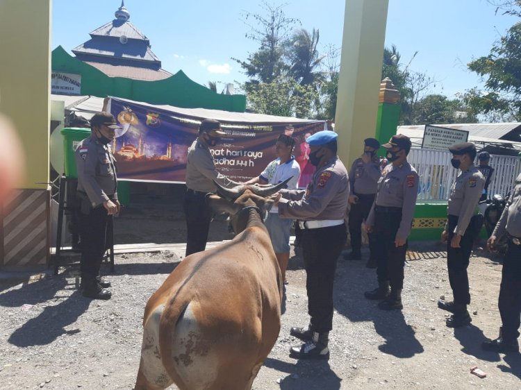 Kapolres Kupang Serahkan Hewan Qurban Kepada Masjid Al Falah  dan Nurul Jadid