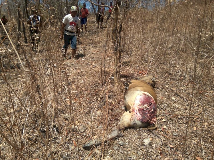 Polisi Datangi Lokasi Pencurian Hewan Ternak Di Kupang Tengah