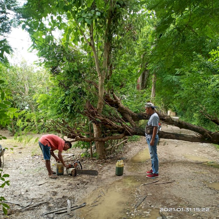 Polres Kupang Himbau Warga Waspadai Pohon Tumbang