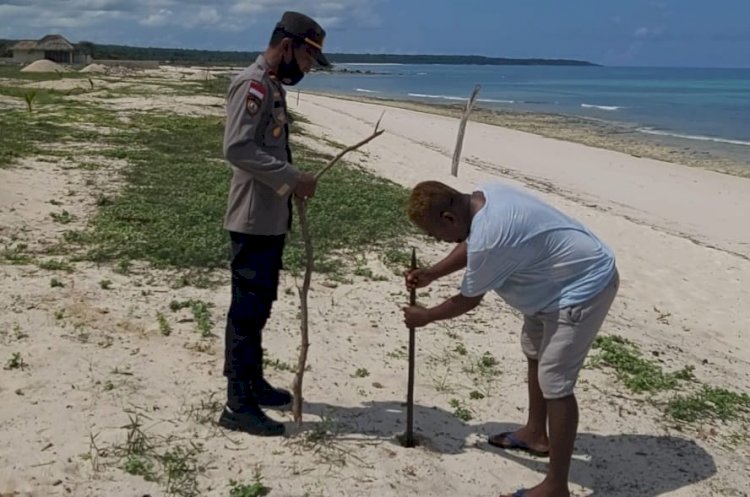 Aksi Kapolsek Semau Cegah Abrasi Dengan Menanam Ratusan Mangrove