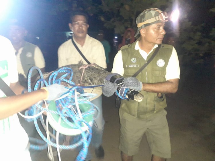 Buaya Muara Patuaok ditangkap tim BBKSDAE Provinsi NTT, Warga Kini bisa Bernapas Lega
