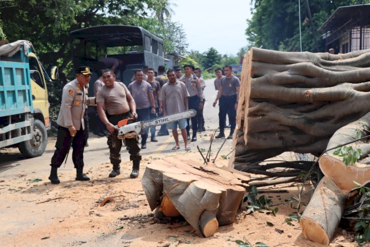 Gerak Cepat Kapolres Kupang bersama Anggota dibantu Personil TNI Bahu membahu Mengevakuasi Pohon Tumbang di Jalan Timor Raya