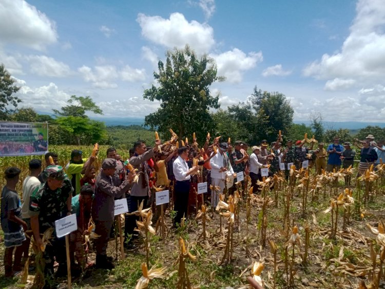 Wakapolda Dampingi Gubernur NTT Panen Raya Jagung Hibrida di Kampung Taiti