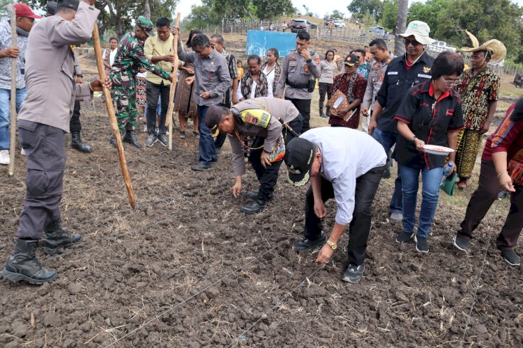 Kebun Percontohan Polsek Sulamu Hari ini Ditanami Jagung Hibrida Oleh Kapolres dan  Bupati Kupang