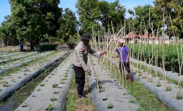 Aiptu Jermit, Polisi Inspiratif Buka Lahan Pertanian demi  Menolong Sesama