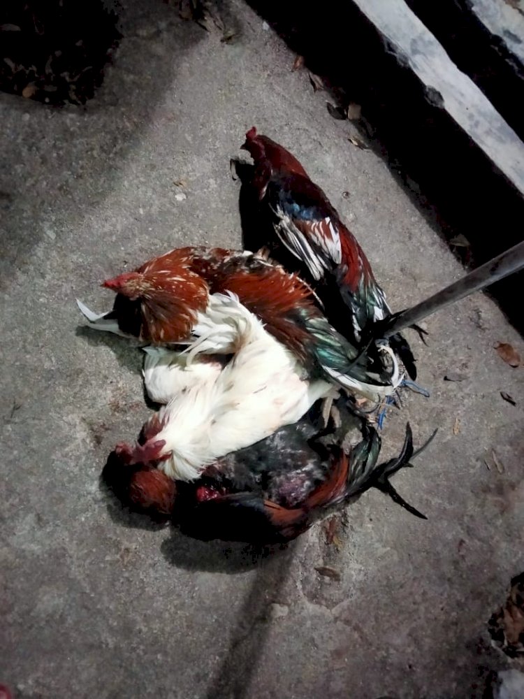 Gerebek Judi Sabung Ayam, Polsek Kupang Barat Amankan 14 Unit Sepeda Motor dan 4 Ekor Ayam