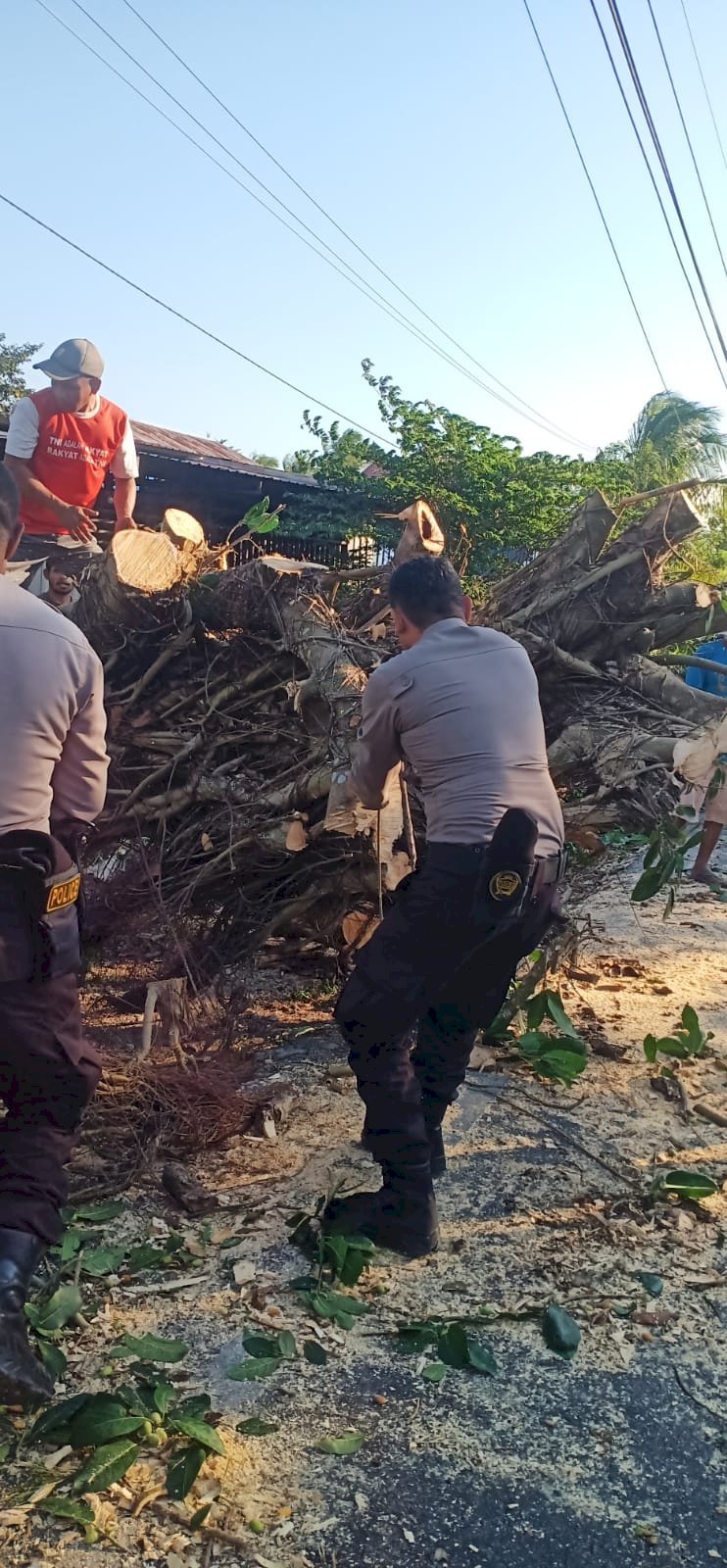 Langkah  Cepat Samapta Polres Kupang, Tebang Pohon Yang Tumbang di Jalan Timor Raya, Arus Lalin Kembali Lancar