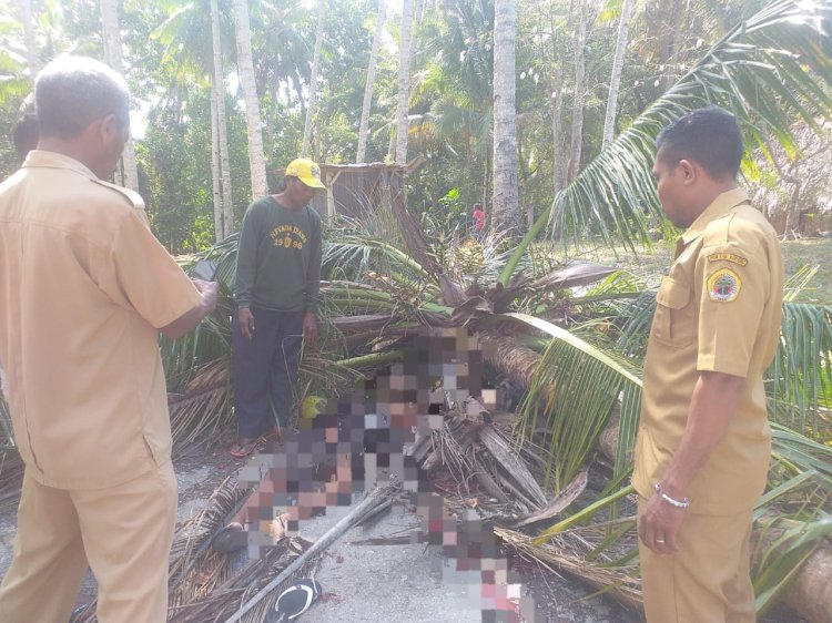 Warga Desa Oenoni II Tewas Tertimpa Pohon Kelapa Yang Tumbang  Ditiup Angin Kencang