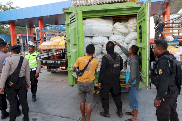 Belasan Parang Sumba dan Ratusan Liter Miras Disita Tim Satgas  Operasi Pekat Polres Kupang