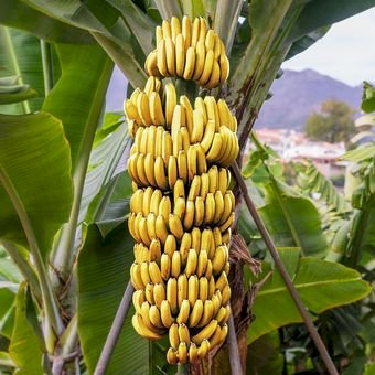 Diduga Curi 400 Anakan Pisang Cavendis GET Ditetapkan Jadi Tersangka  Oleh Penyidik Polres Kupang