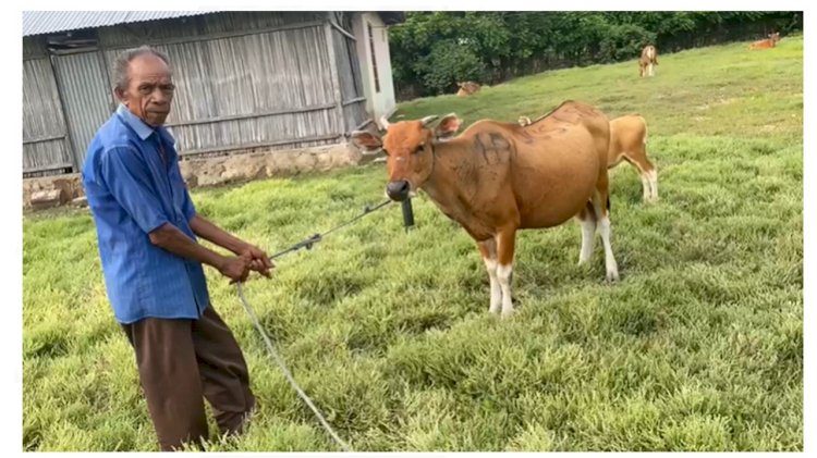 Berkat  Kerja Keras Polsek Sulamu, Tujuh Ekor Sapi Warga Sulamu Yang Hilang Berhasil Ditemukan Kembali