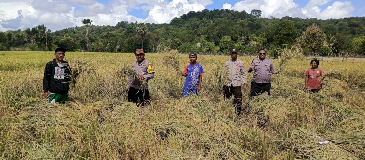 Bhabinkamtibmas Polsek Amfoang Timur Panen Raya Padi Inpari 6 Dukung Swasembada Pangan