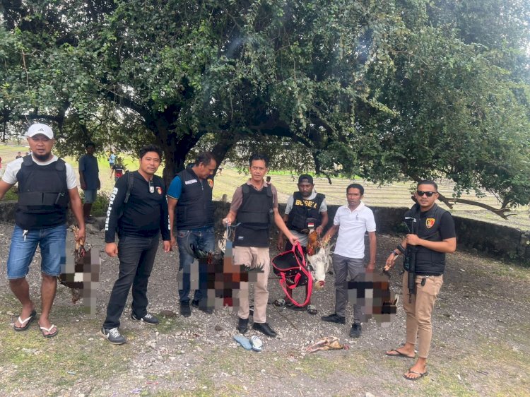 Polres Kupang Obrak-Abrik Lokasi Judi Sabung Ayam di Belakang Pasar Oesao