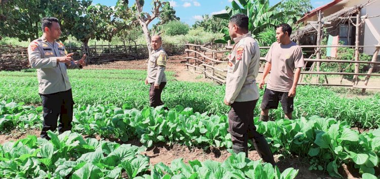 Polsek Amfoang Timur Panen perdana Sayuran di Pekarangan Polsek Amfoang Timur