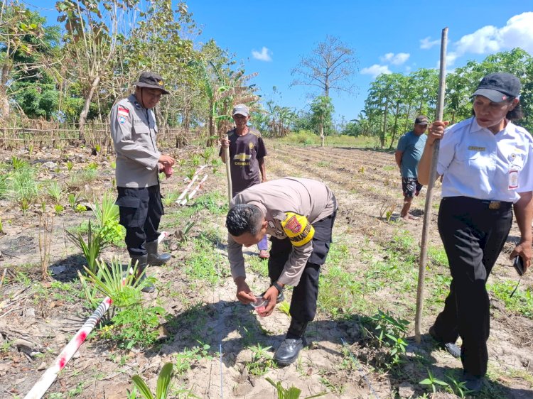 Dukung Swasembada Pangan, Polsek Fatuleu dan PPL Gelar Penanaman Ulang Jagung Kuartal III di Desa Naunu