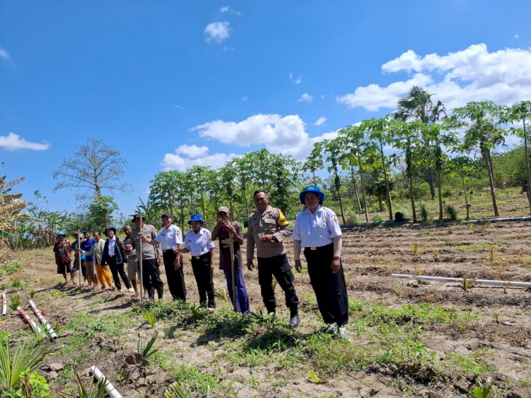 Polsek Fatuleu dan PPL Laksanakan Penanaman Ulang Jagung di Desa Naunu Dukung Swasembada Pangan 2025