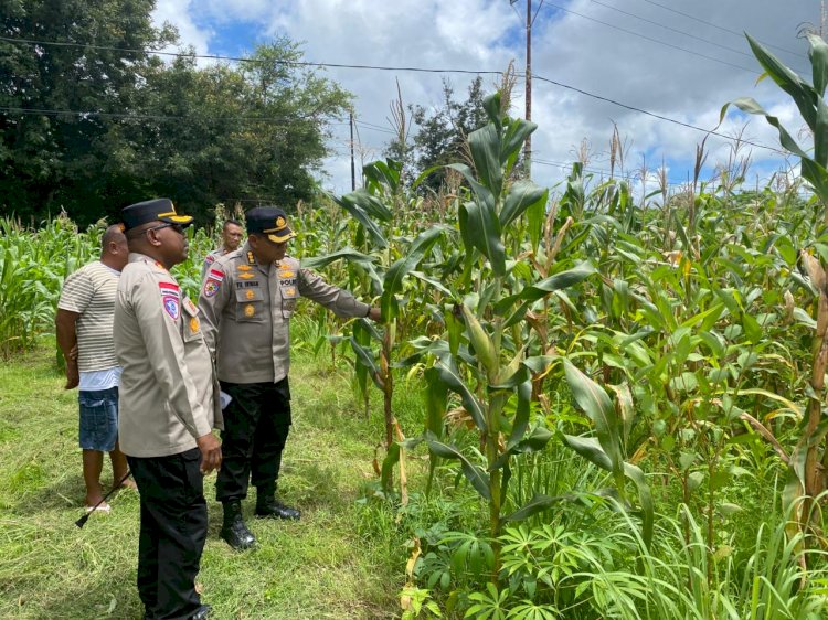 Kapolres Kupang Tinjau Lahan Jagung 10 Hektare Program Ketahanan Pangan Polri di Kupang Barat