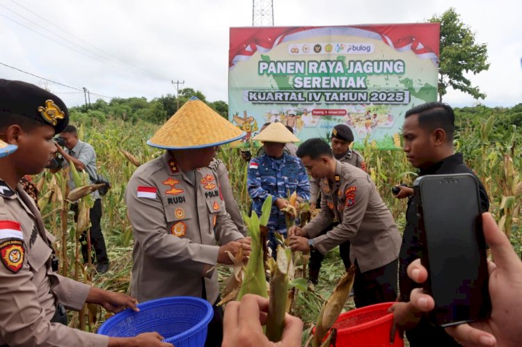 Kapolda NTT Pimpin Panen Raya Jagung Serentak di Kupang Barat, Dukung Swasembada Pangan Nasional