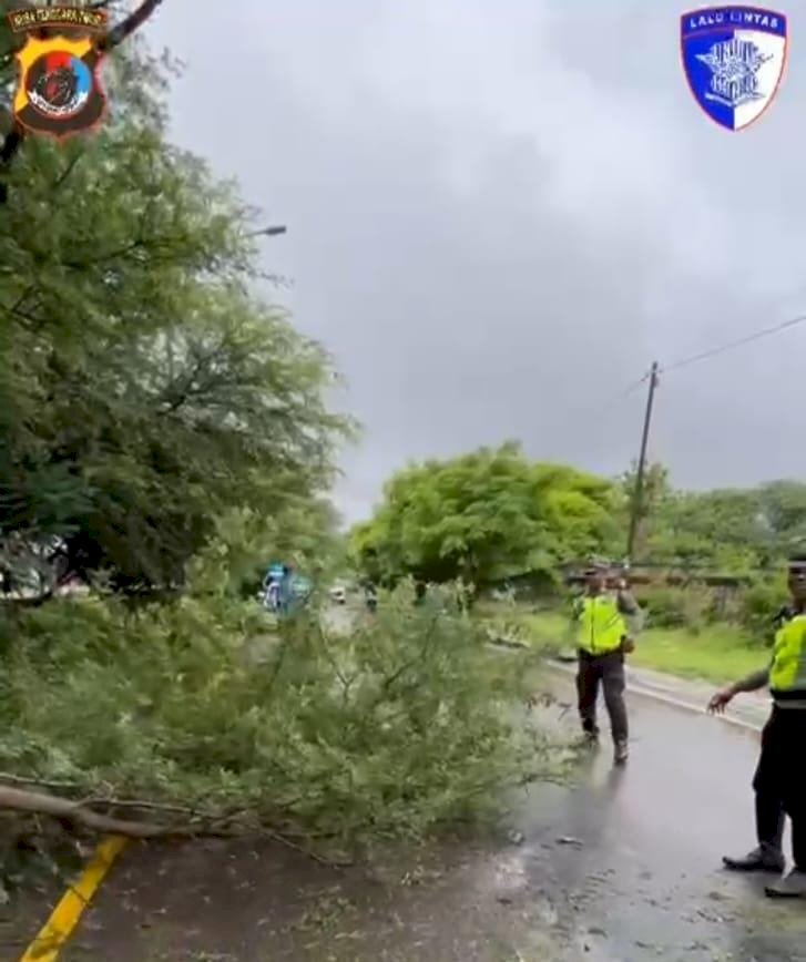 Sat Lantas Polres Kupang Sigap Evakuasi Pohon Tumbang di Jalan Timor Raya