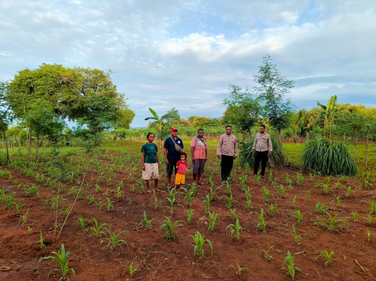 Polsek Amfoang Timur Bersama PPL Tinjau Perkembangan Jagung Hibrida Bantuan Polres Kupang